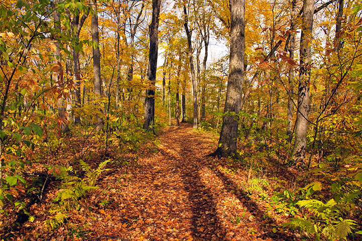 images.raceentry.com/infopages/big-woods-run-2020-infopages-55424.png