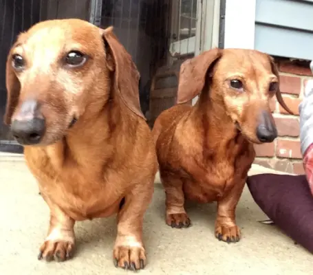 images.raceentry.com/infopages/little-paws-dachshund-dash-virtual-5k-infopages-1746.webp