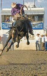 images.raceentry.com/infopages/shelby-county-cattlemens-rodeo-infopages-12487.png