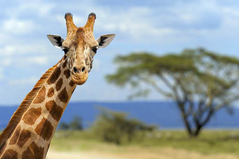 images.raceentry.com/infopages/stick-your-neck-out-for-giraffes-5k-runwalk-infopages-63418.png