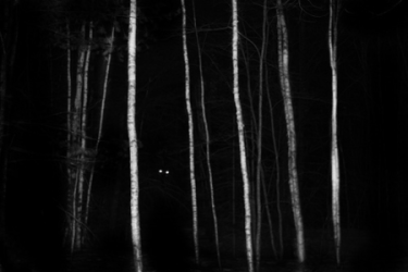 images.raceentry.com/infopages/trails-are-alive-night-adventure-infopages-6799.png