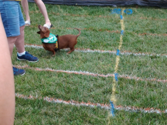 images.raceentry.com/infopages1/sunset-doxie-derby-infopages1-4499.png