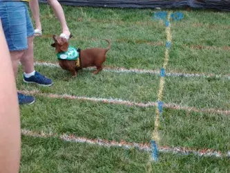 images.raceentry.com/infopages1/sunset-doxie-derby-infopages1-4499.webp