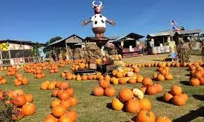 images.raceentry.com/infopages1/the-pumpkin-patch-run-dallas-and-east-texas-infopages1-52587.webp