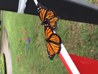images.raceentry.com/infopages2/butterfly-swamp-fun-run-5k-infopages2-4688.png