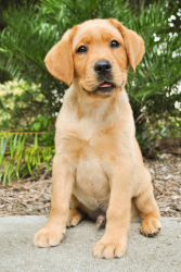 images.raceentry.com/infopages2/southeastern-guide-dog-wag-n-run-infopages2-4298.png