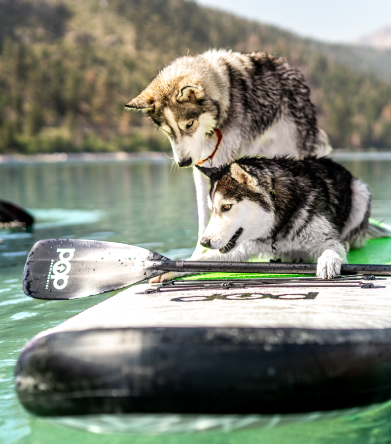 images.raceentry.com/infopages2/sup-4-pups-2021-infopages2-58166.png