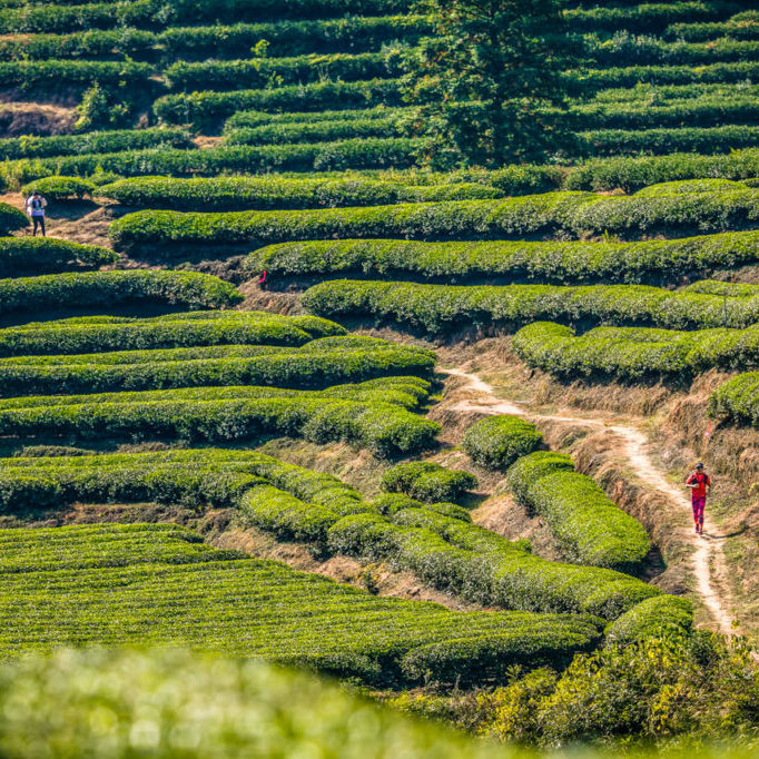images.raceentry.com/infopages2/wuyi-trail-race-infopages2-55787.png