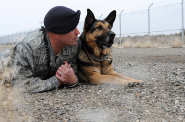 images.raceentry.com/infopages3/military-working-dogs-infopages3-4595.png
