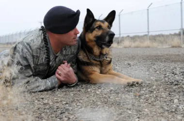 images.raceentry.com/infopages3/military-working-dogs-infopages3-4595.webp