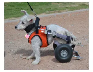 images.raceentry.com/infopages3/nevada-paralyzed-veterans-of-america-walk-run-and-roll-infopages3-53200.webp