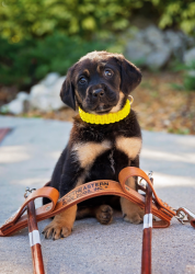 images.raceentry.com/infopages3/southeastern-guide-dog-wag-n-run-infopages3-4298.png