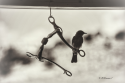 Kristal Romans Photography logo