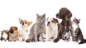 4thepets.org logo